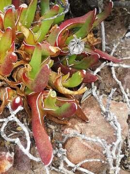 Image of Glottiphyllum peersii L. Bol.