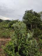 Image of Opuntia dillenii