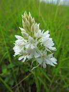 Image of Pyramidal orchid