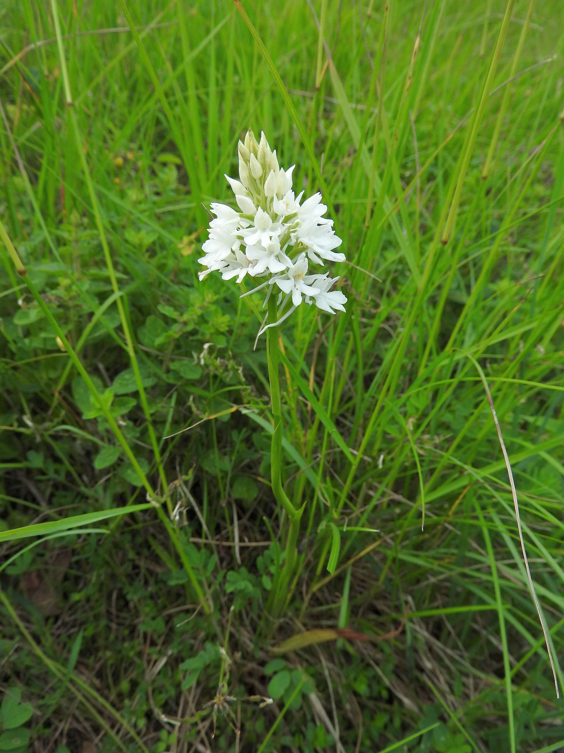 Image of Pyramidal orchid