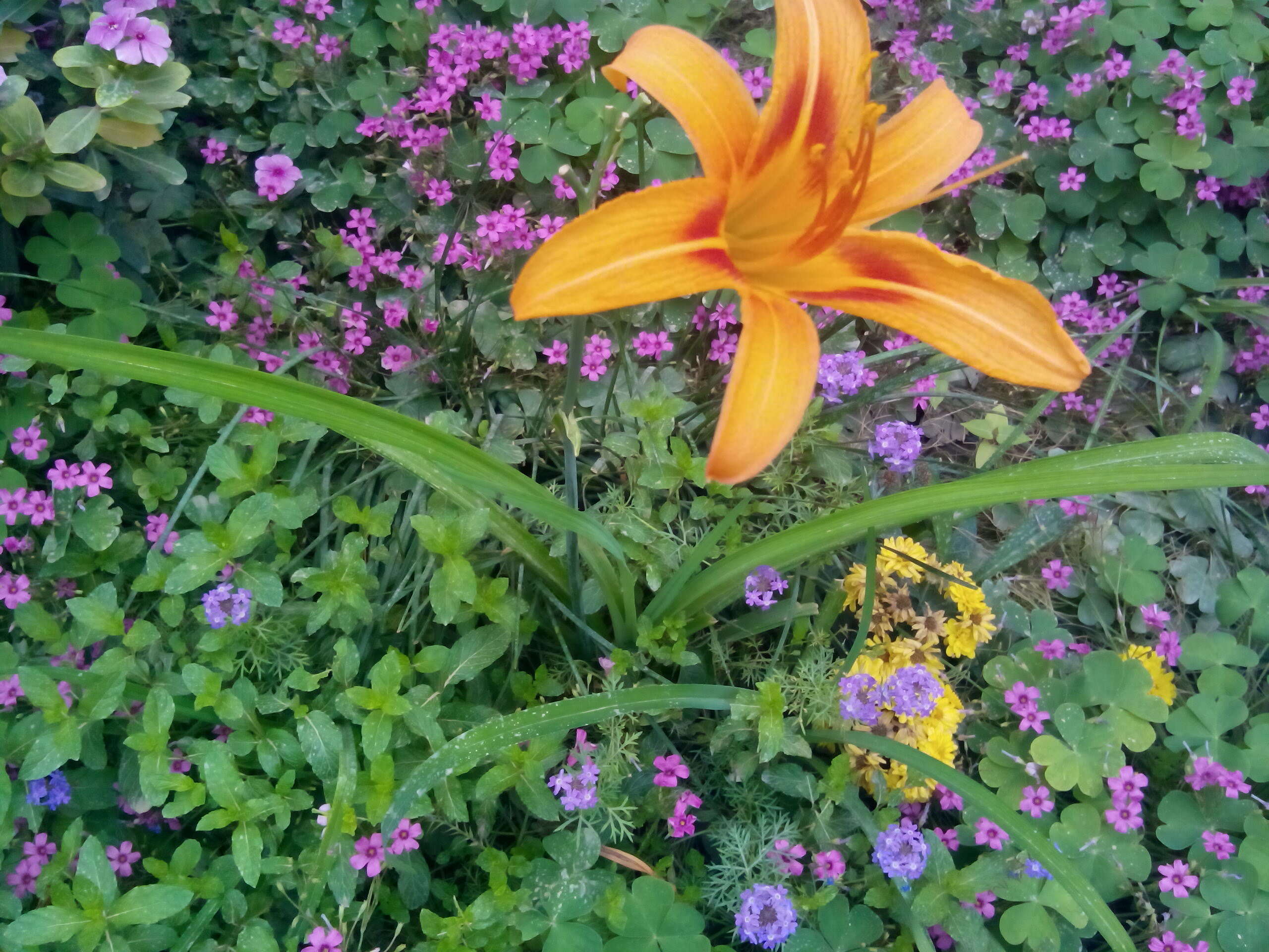 Image of orange daylily