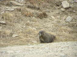 Imagem de Marmota subgen. Petromarmota Steppan et al. 1999