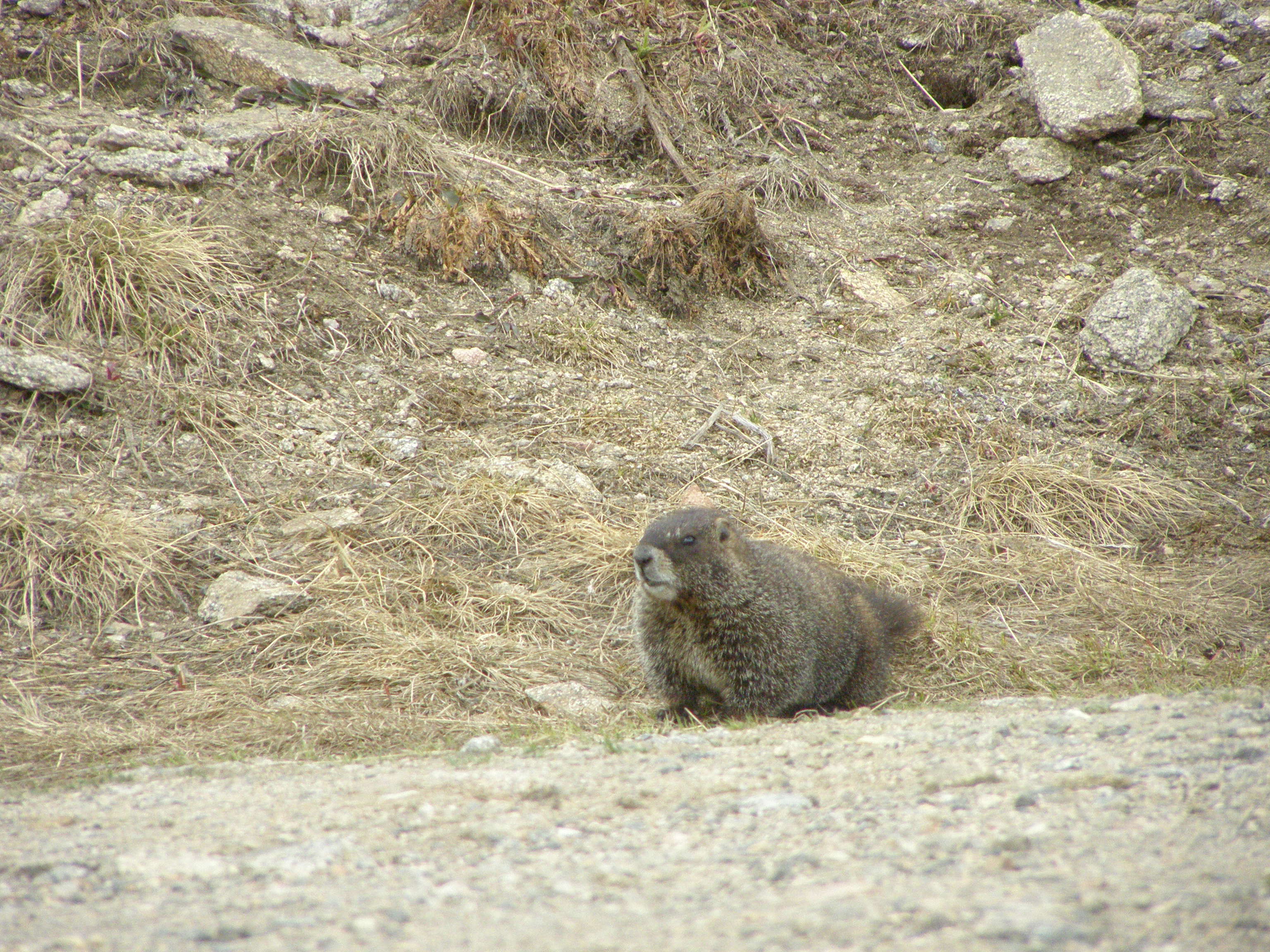 Image of Marmota subgen. Petromarmota Steppan et al. 1999