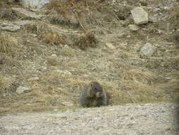 Image of Marmota subgen. Petromarmota Steppan et al. 1999