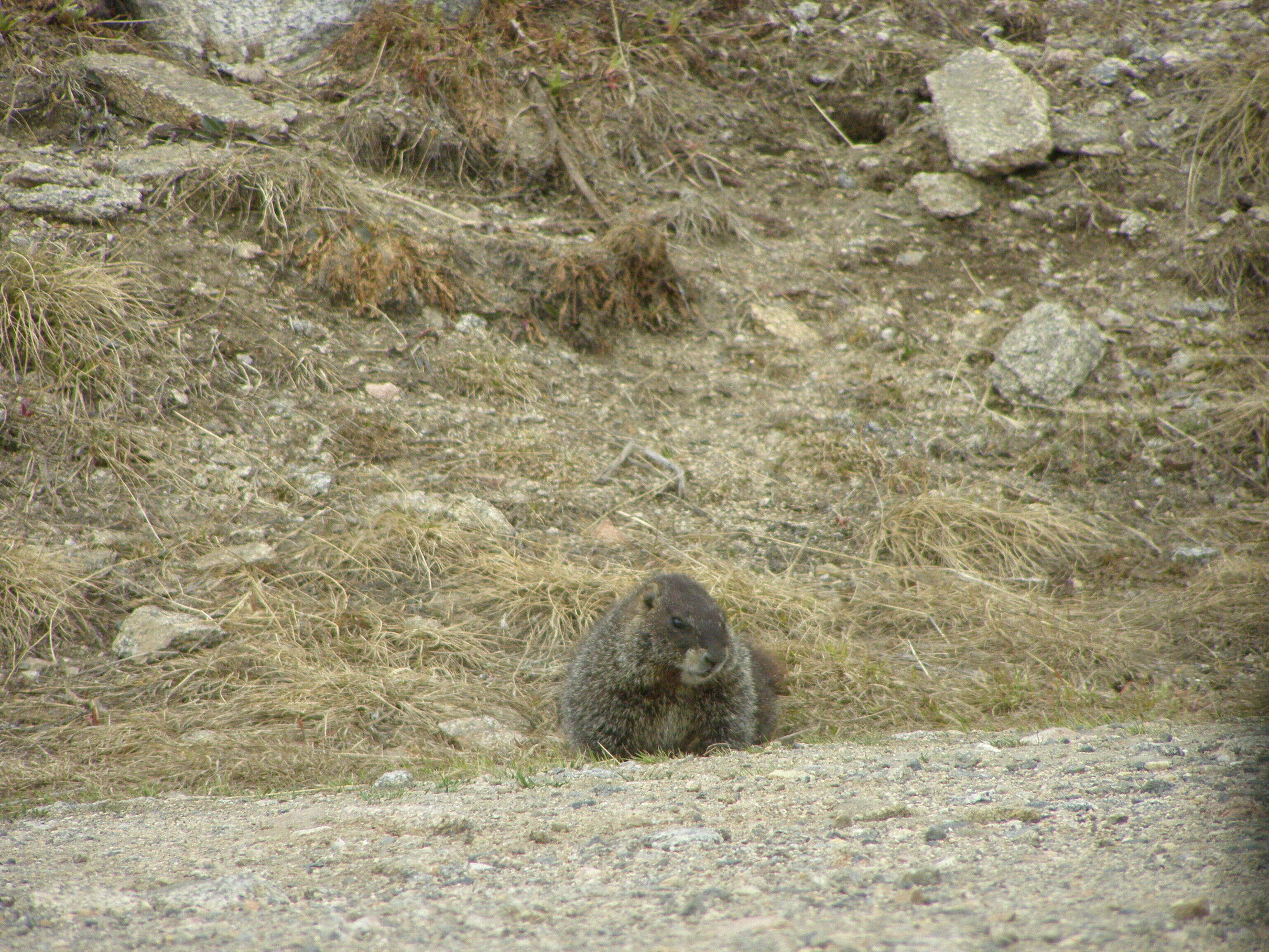 Image of Marmota subgen. Petromarmota Steppan et al. 1999