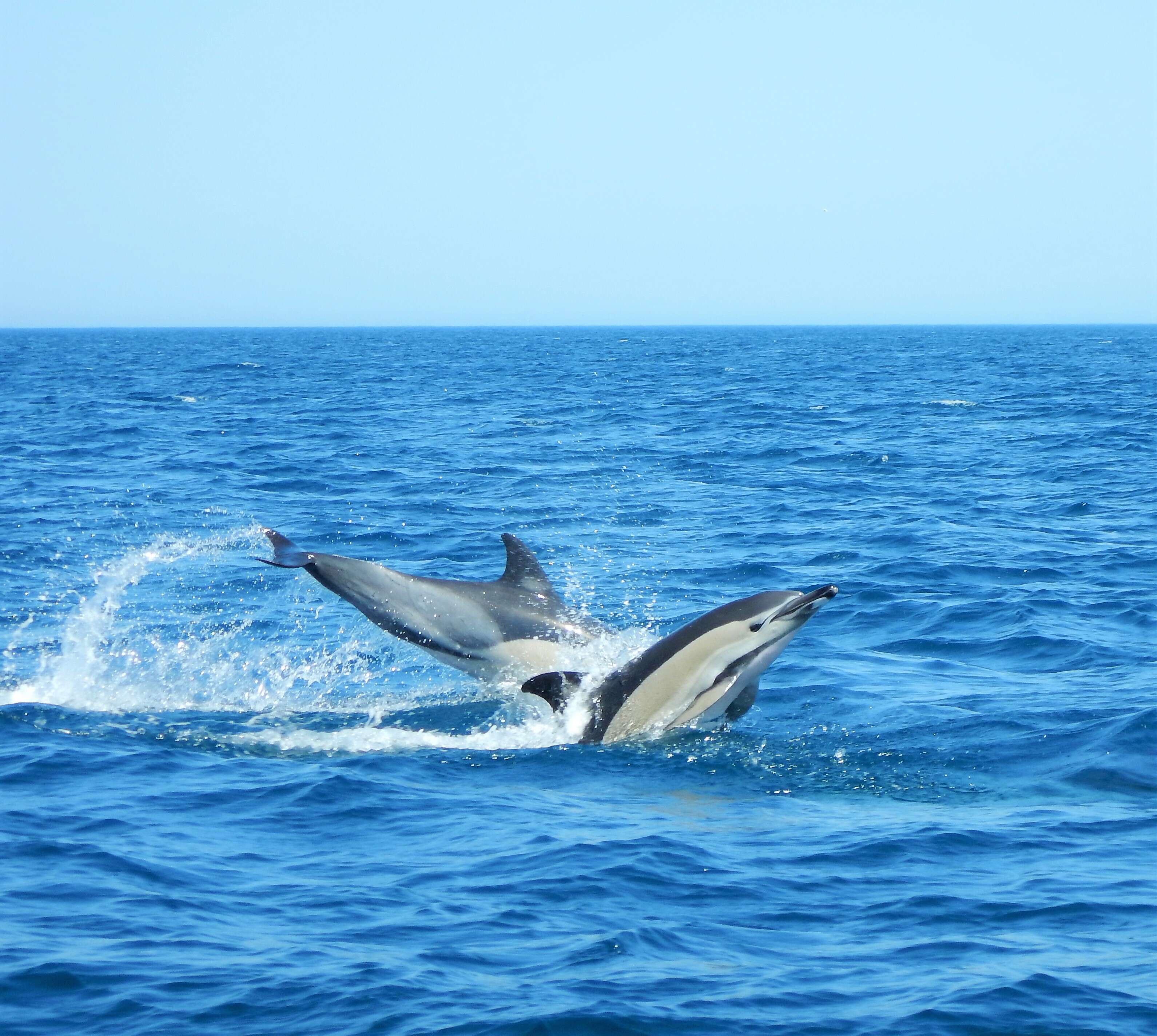 Image of Atlantic Dolphin