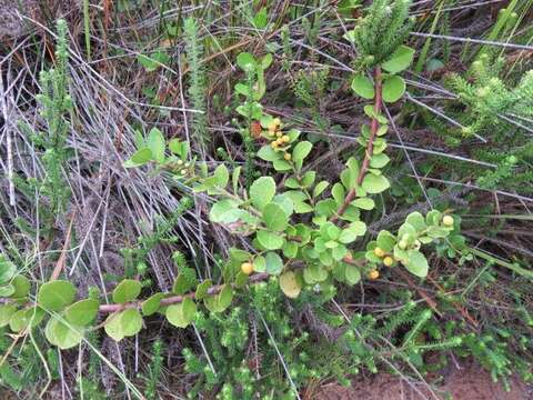 Слика од Gymnosporia procumbens (L. fil.) Loes.