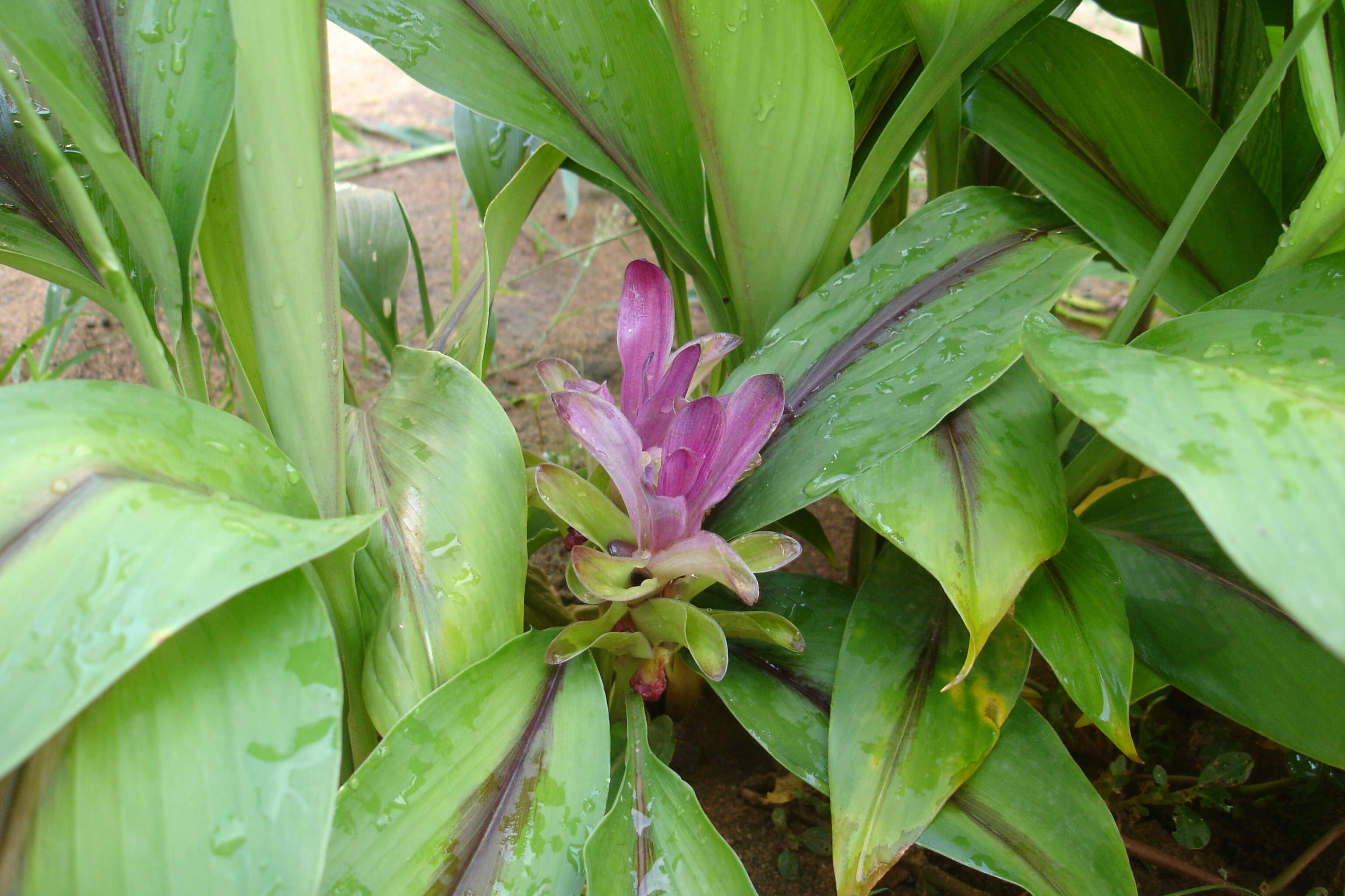 Image of Curcuma caesia Roxb.