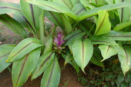 Imagem de Curcuma caesia Roxb.