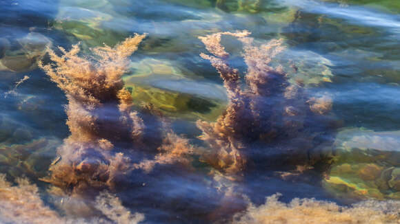 Image of Brown algae