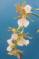Image de Zygopetalum maculatum (Kunth) Garay