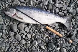 Image of Coho Salmon