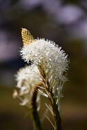 Image of Xerophyllum