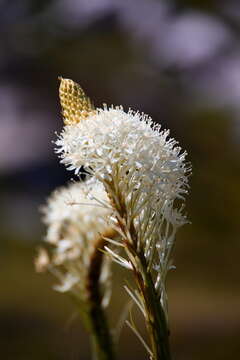 Xerophyllum resmi