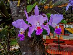 Imagem de Cattleya trianae Linden & Rchb. fil.