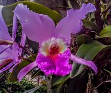 Imagem de Cattleya trianae Linden & Rchb. fil.