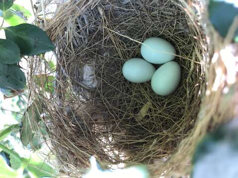 Image of Western Kingbird