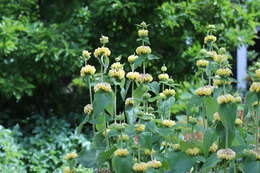 Image of Phlomis russeliana (Sims) Lag. ex Benth.