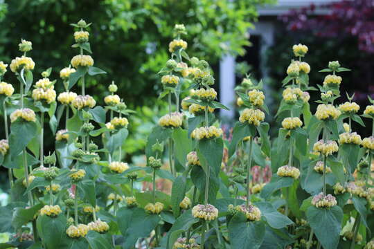 Image of Phlomis russeliana (Sims) Lag. ex Benth.