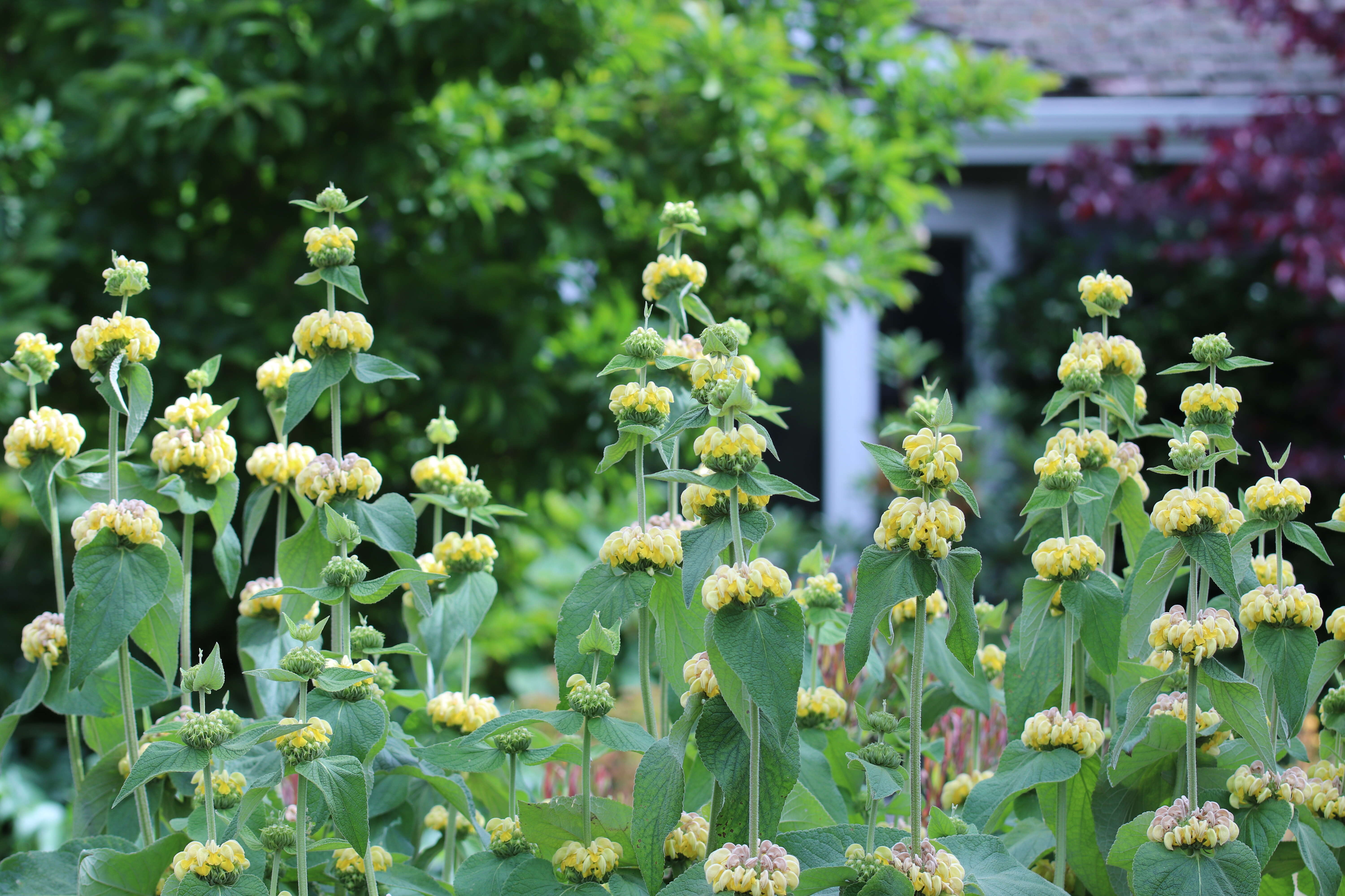 Image of Phlomis russeliana (Sims) Lag. ex Benth.