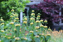 Image of Phlomis russeliana (Sims) Lag. ex Benth.