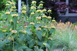 Image of Phlomis russeliana (Sims) Lag. ex Benth.