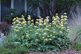 Image of Phlomis russeliana (Sims) Lag. ex Benth.