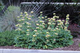 Image of Phlomis russeliana (Sims) Lag. ex Benth.