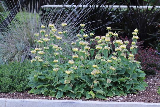 Image of Phlomis russeliana (Sims) Lag. ex Benth.