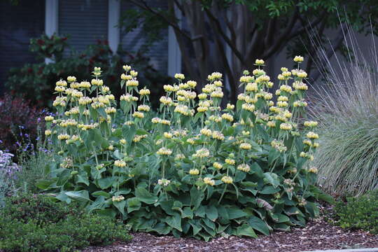 Image of Phlomis russeliana (Sims) Lag. ex Benth.