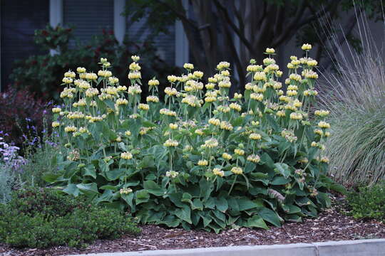 Image of Phlomis russeliana (Sims) Lag. ex Benth.