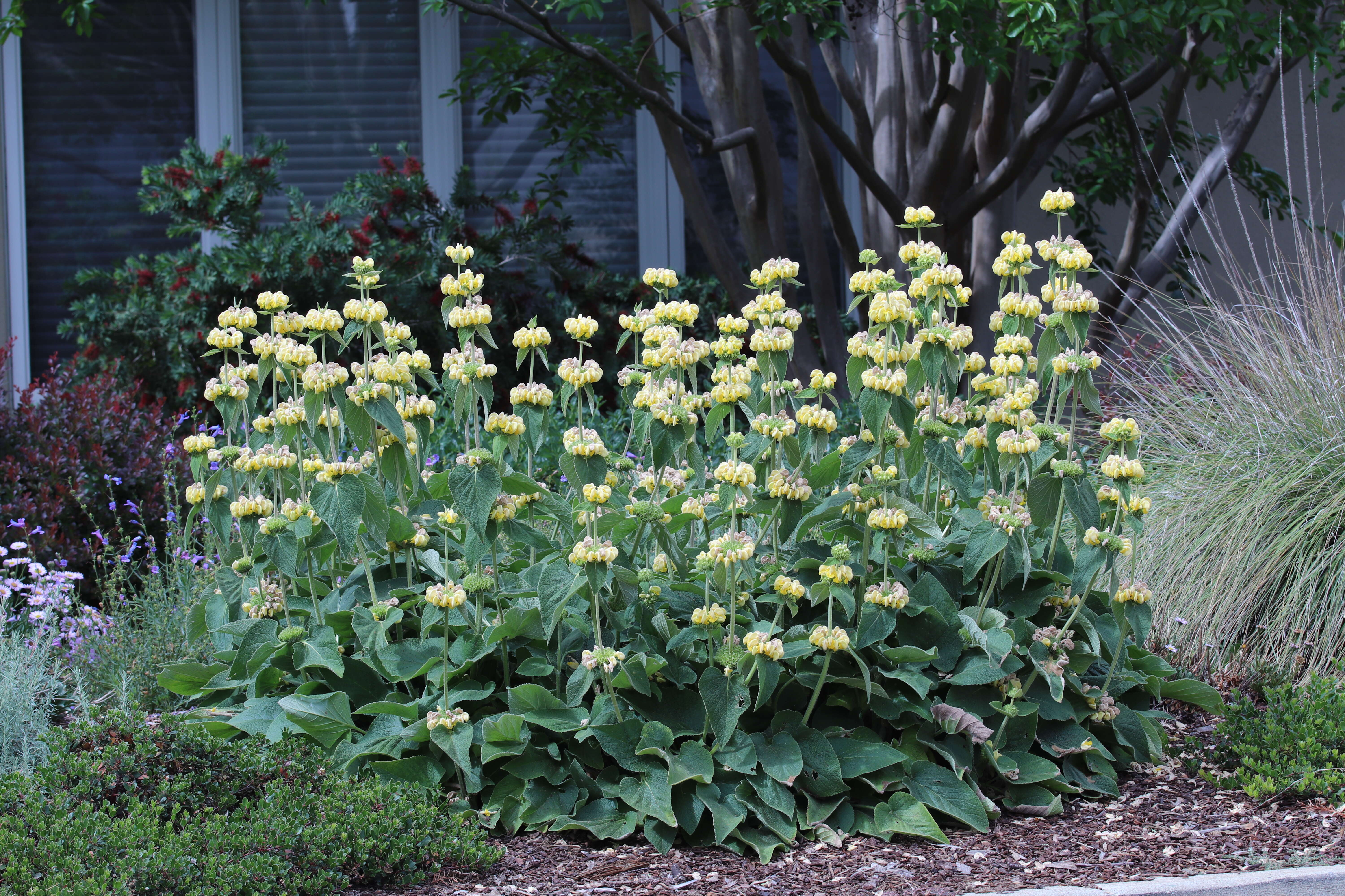 Sivun Phlomis russeliana (Sims) Lag. ex Benth. kuva