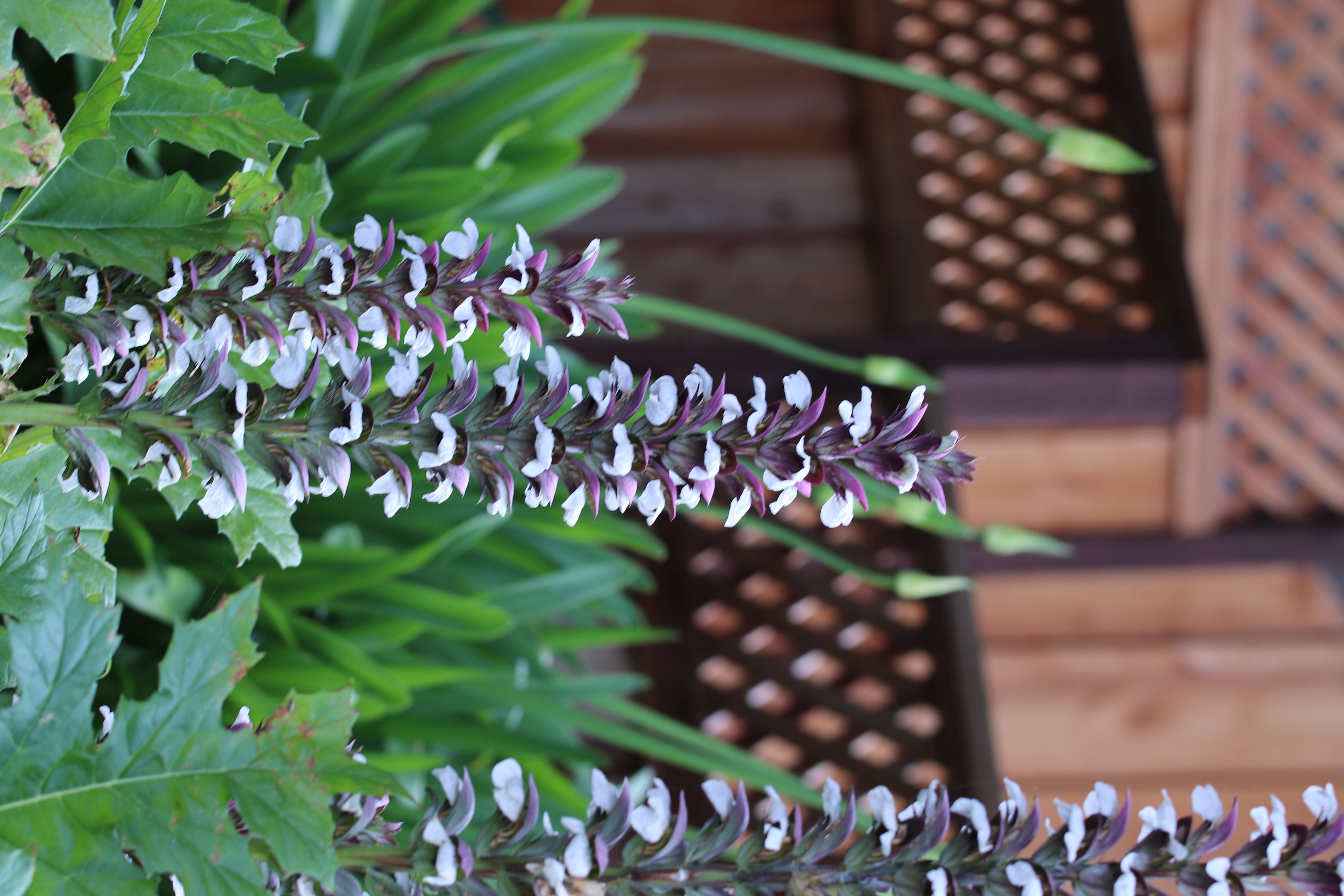 Imagem de Acanthus mollis L.