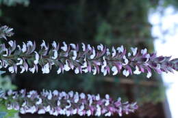 Imagem de Acanthus mollis L.