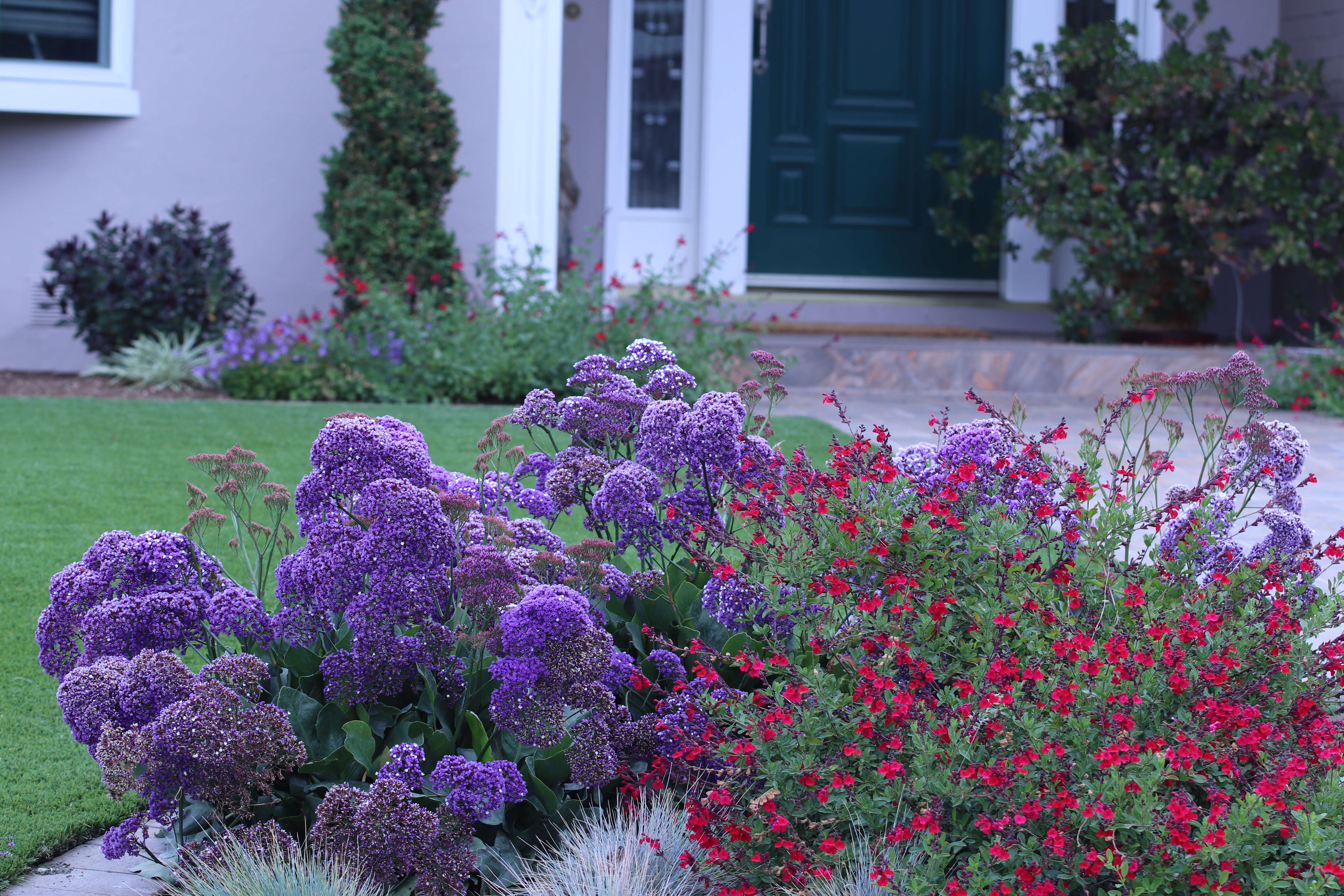 Limonium perezii (Stapf) F. T. Hubbard ex L. H. Bailey resmi