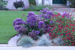 Limonium perezii (Stapf) F. T. Hubbard ex L. H. Bailey resmi