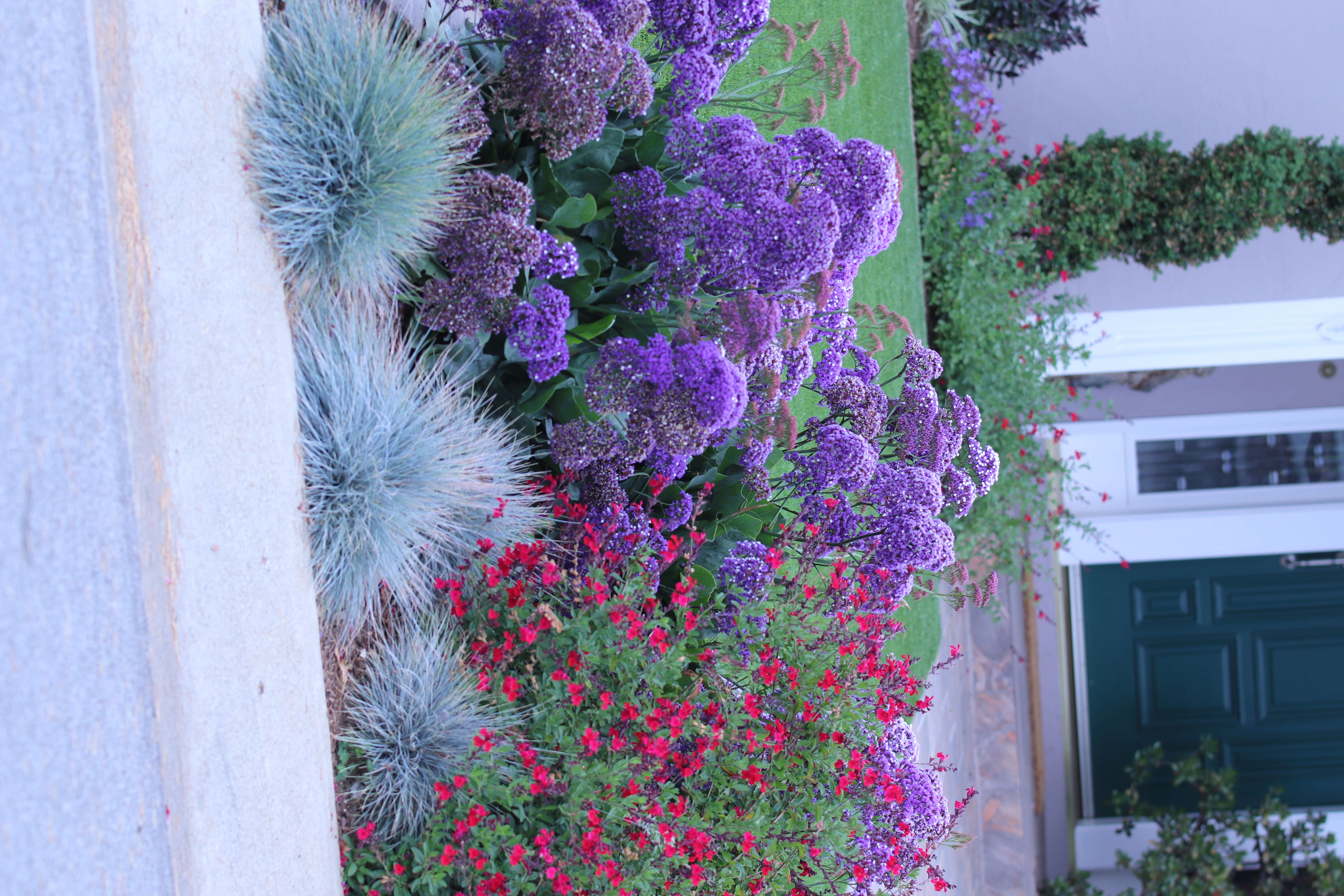 Limonium perezii (Stapf) F. T. Hubbard ex L. H. Bailey resmi