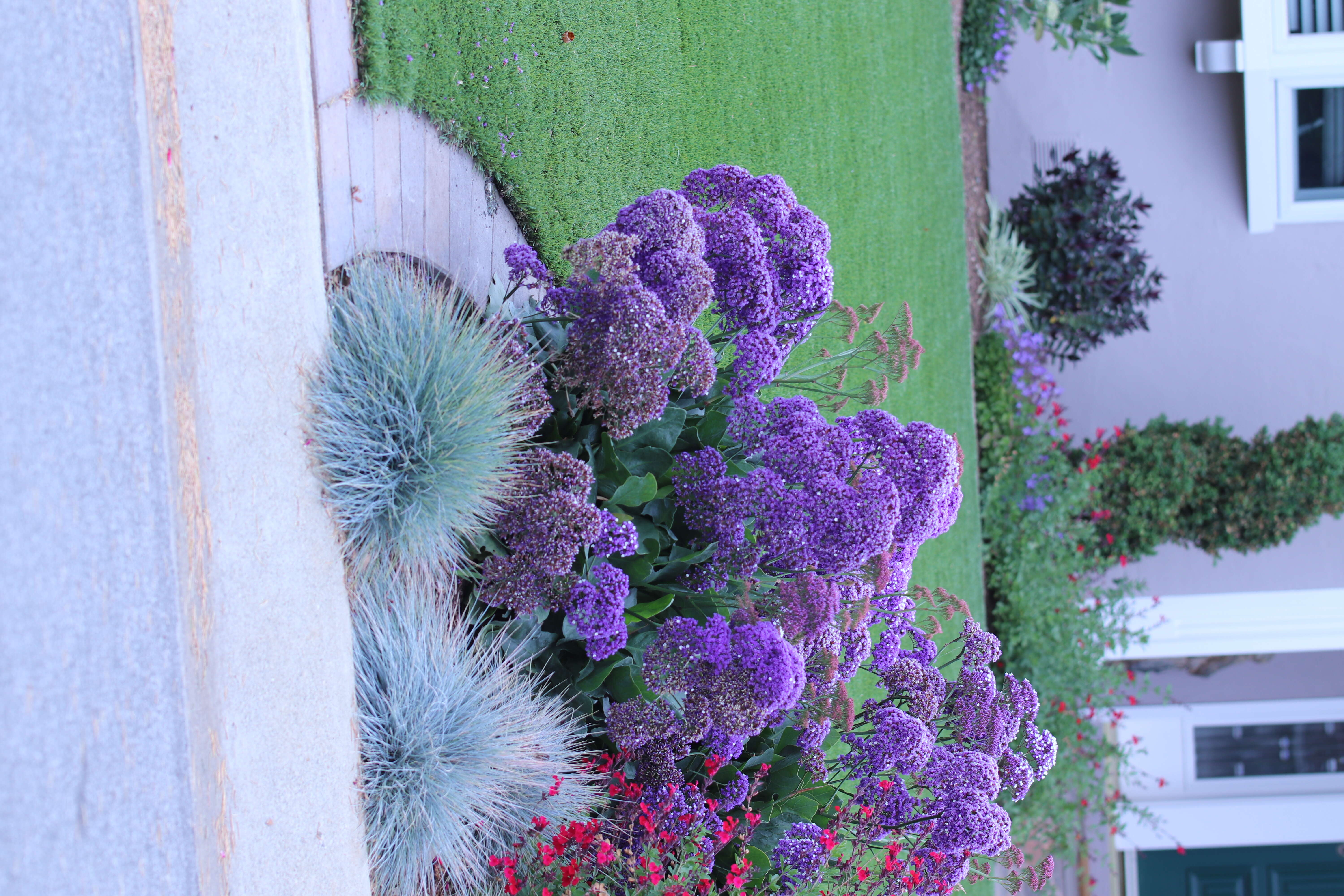 Limonium perezii (Stapf) F. T. Hubbard ex L. H. Bailey resmi