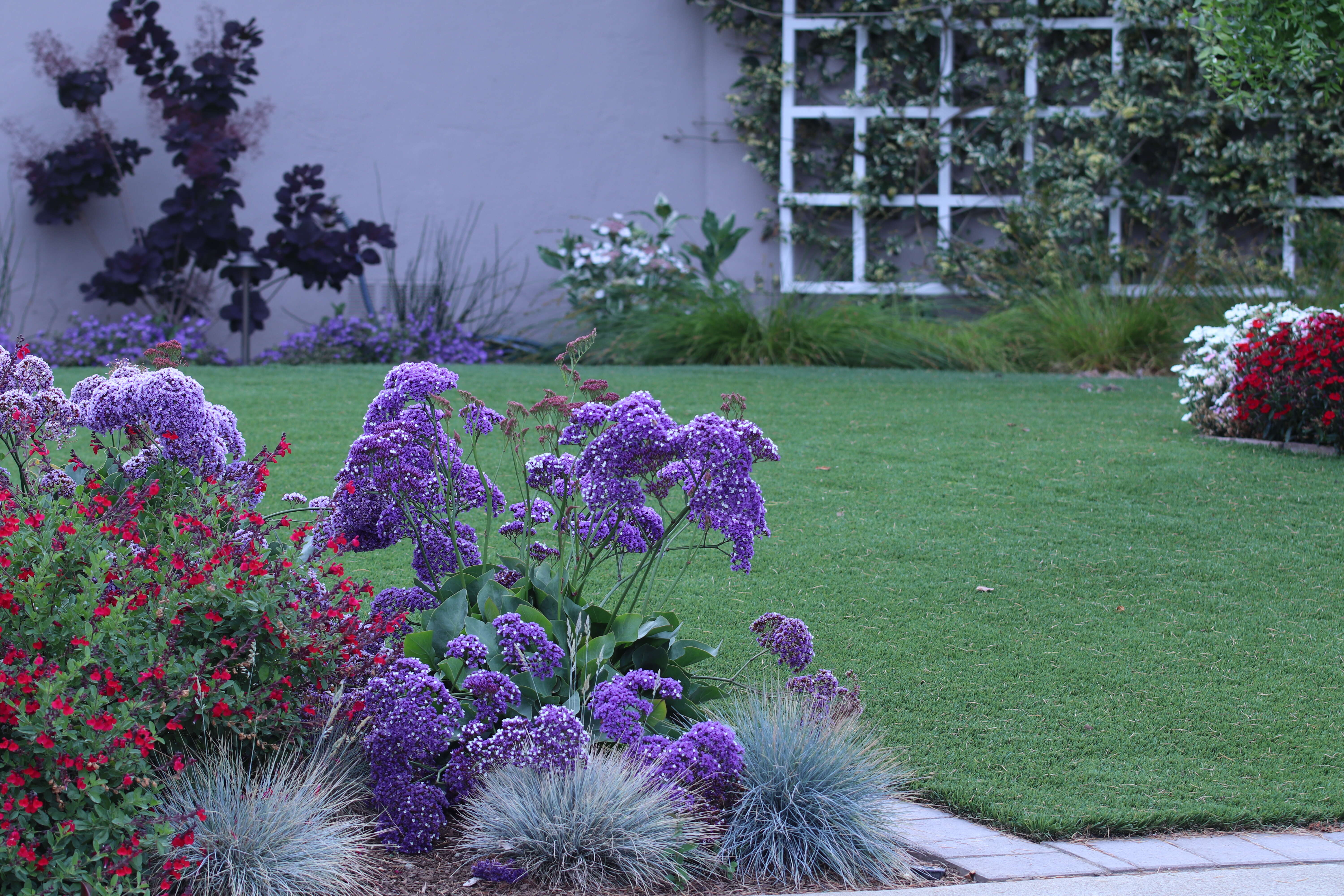 Limonium perezii (Stapf) F. T. Hubbard ex L. H. Bailey resmi