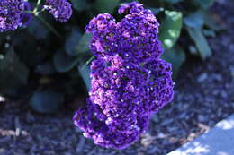 Limonium perezii (Stapf) F. T. Hubbard ex L. H. Bailey resmi