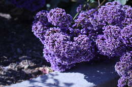 Limonium perezii (Stapf) F. T. Hubbard ex L. H. Bailey resmi