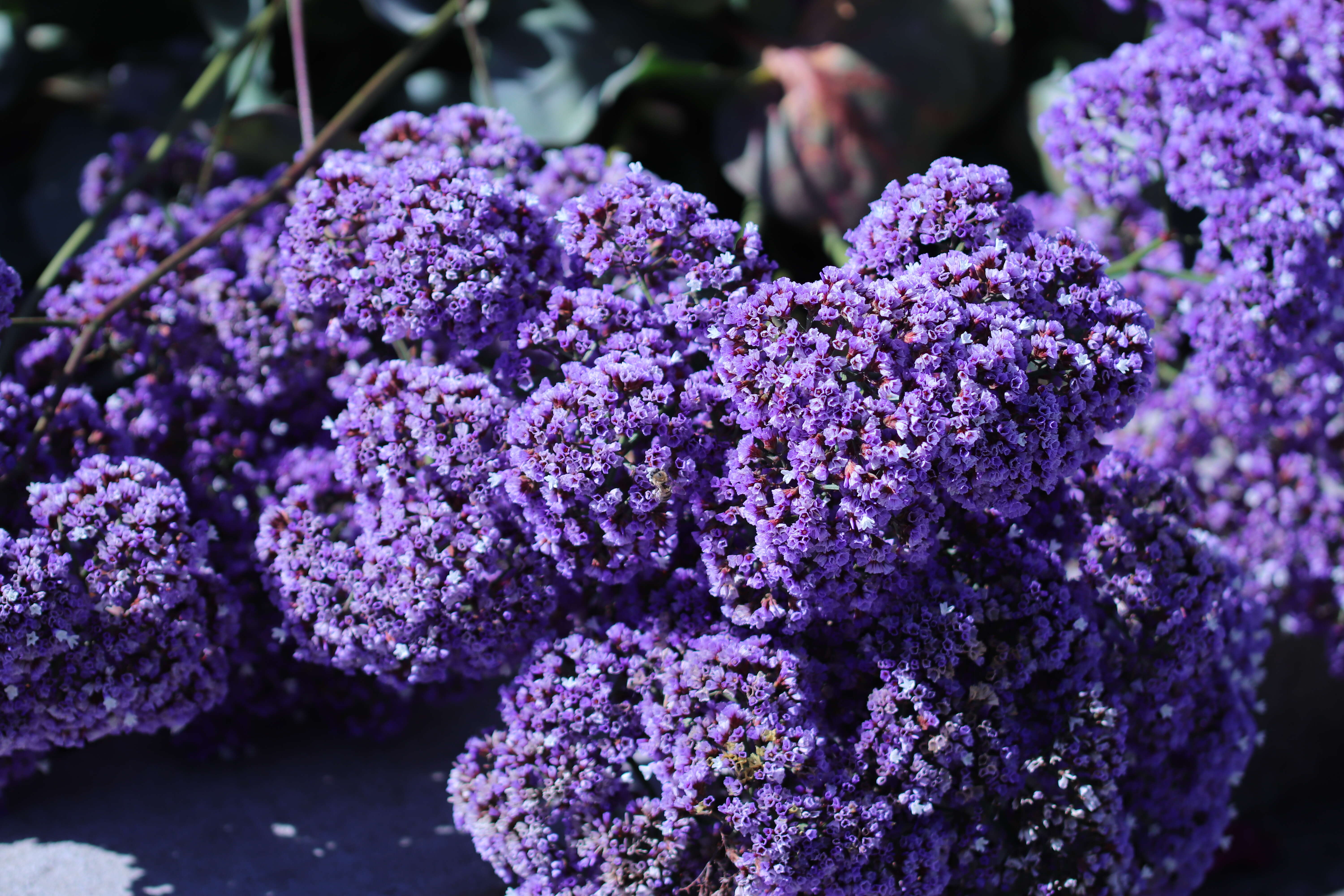 Limonium perezii (Stapf) F. T. Hubbard ex L. H. Bailey resmi