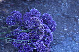 Limonium perezii (Stapf) F. T. Hubbard ex L. H. Bailey resmi