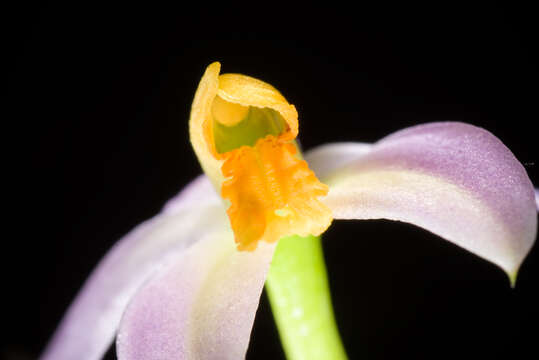 Image of Cattleya reginae (Pabst) Van den Berg