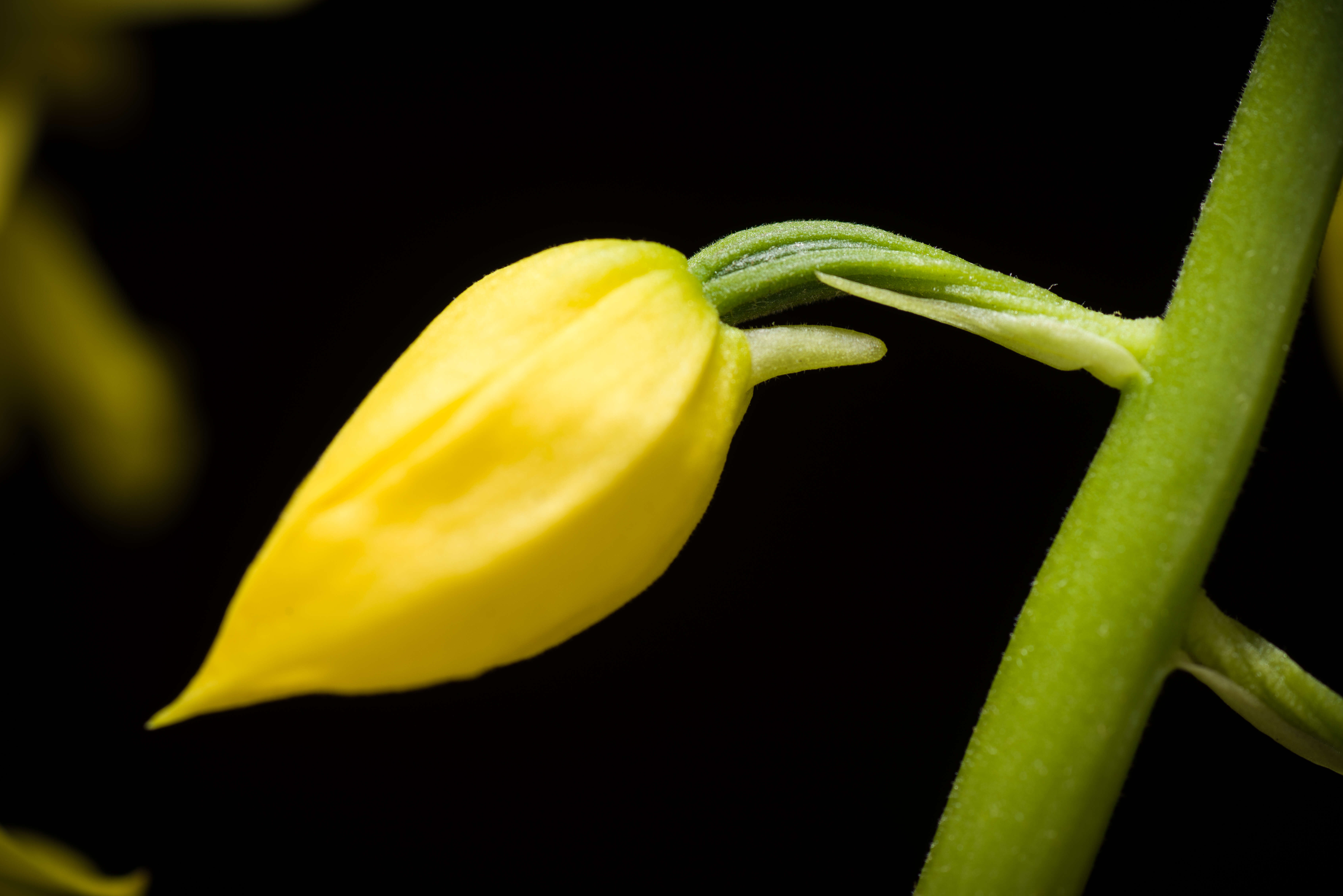 Image of Calanthe striata R. Br. ex Spreng.