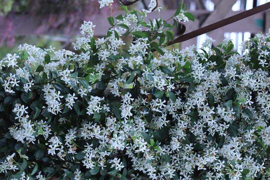 Image of Star-jasmine or Confederate-jasmine