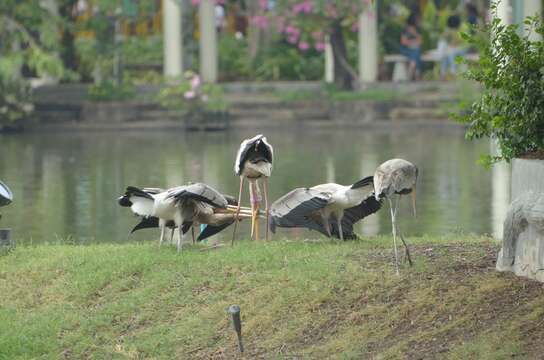 Image of Painted Stork