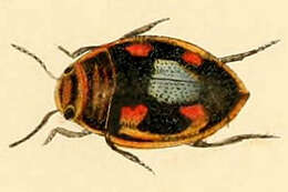 Image of Hygrotus decoratus (Gyllenhal 1810)