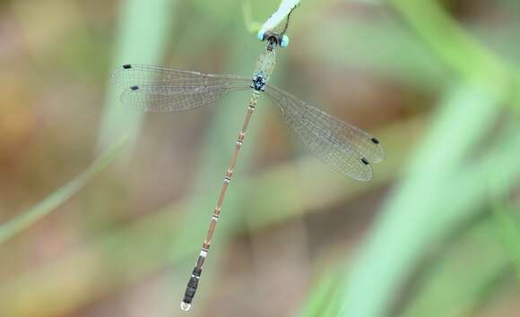 Image of Platylestes platystylus (Rambur 1842)