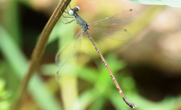 Image of Platylestes platystylus (Rambur 1842)